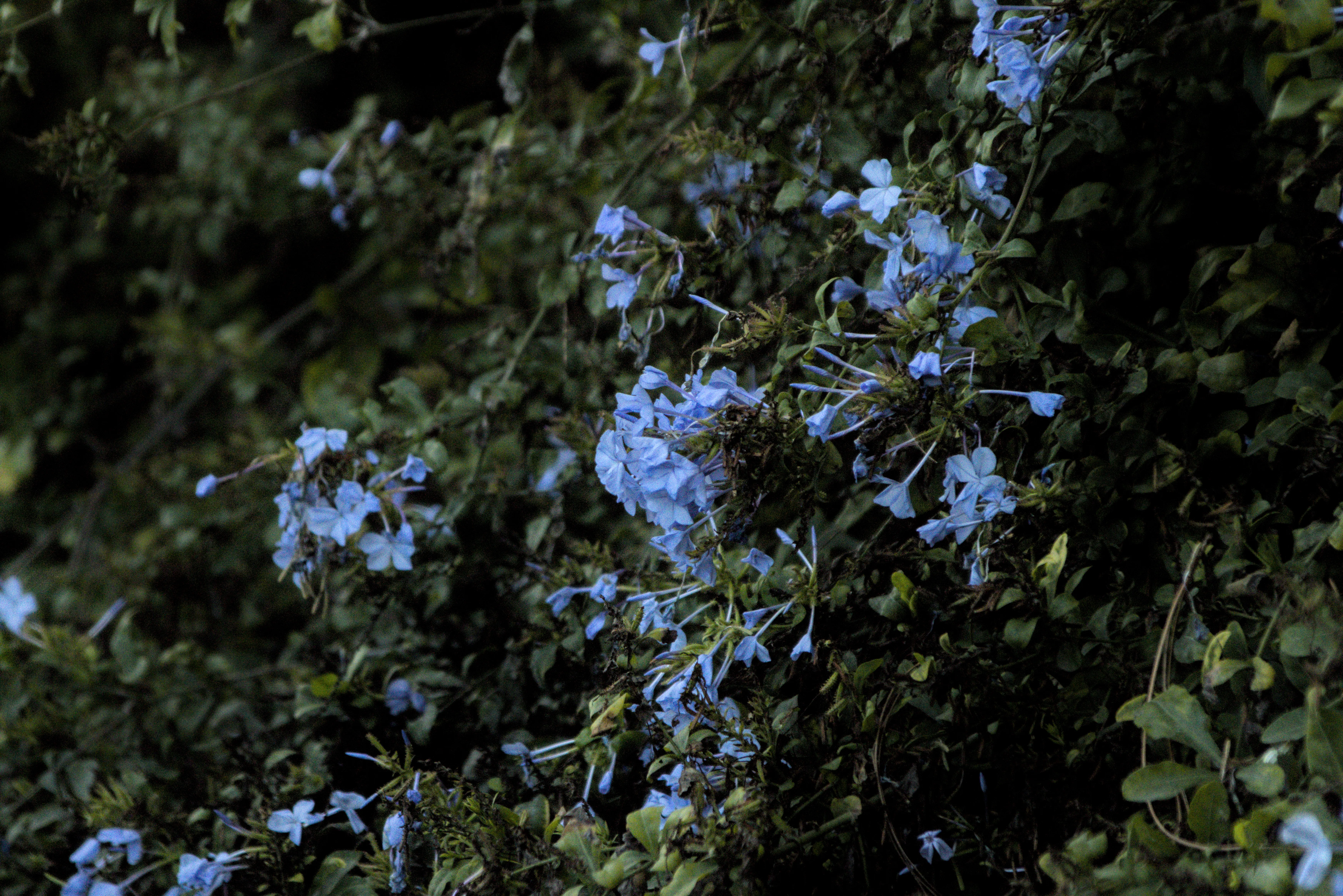 Tamron 28-300mm F3.5-6.3 (EF) - _I4A5108.webp